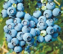 6. Μύρτιλλα (Blueberries) Ένα αντιοξειδωτικό το οποίο ξεχωρίζει ιδιαίτερα ως ισχυρό αντιφλεγμονώδες επειδή περιέχει την κουερσετίνη, η οποία βρίσκεται στα εσπεριδοειδή, στο ελαιόλαδο και στα