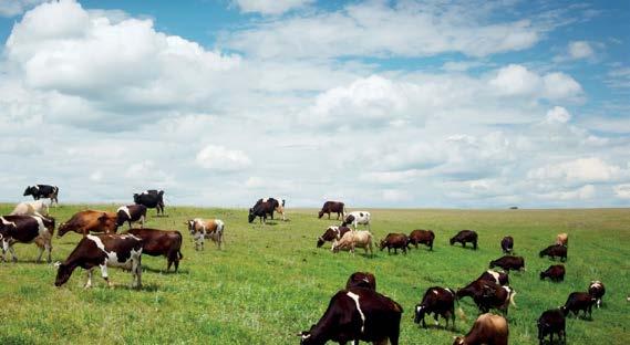 Το γραφείο Καινοτομίας EIP Agrar (Schleswig-Holstein, Γερμανία) υποστηρίζει το Υπουργείο Γεωργίας, στο Κίελο, για την προετοιμασία και τη διευκόλυνση των καινοτόμων έργων της ΕΣΚ για τη Γεωργία.