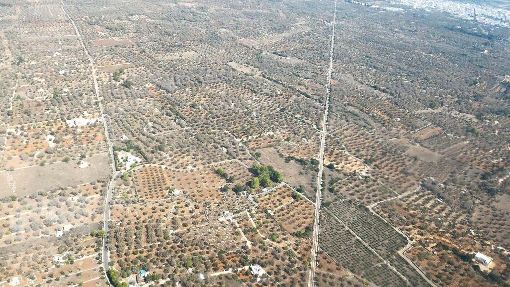 Xylella