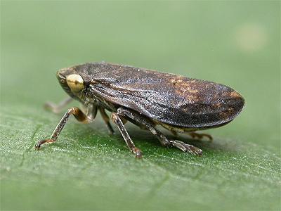 Xylella fastidiosa Οι φορείς, Τζιτζικάκια Ημίπτερα, Auchenorrhyncha, (Cicadellidae, Aphrophoridae, Cicadidae,