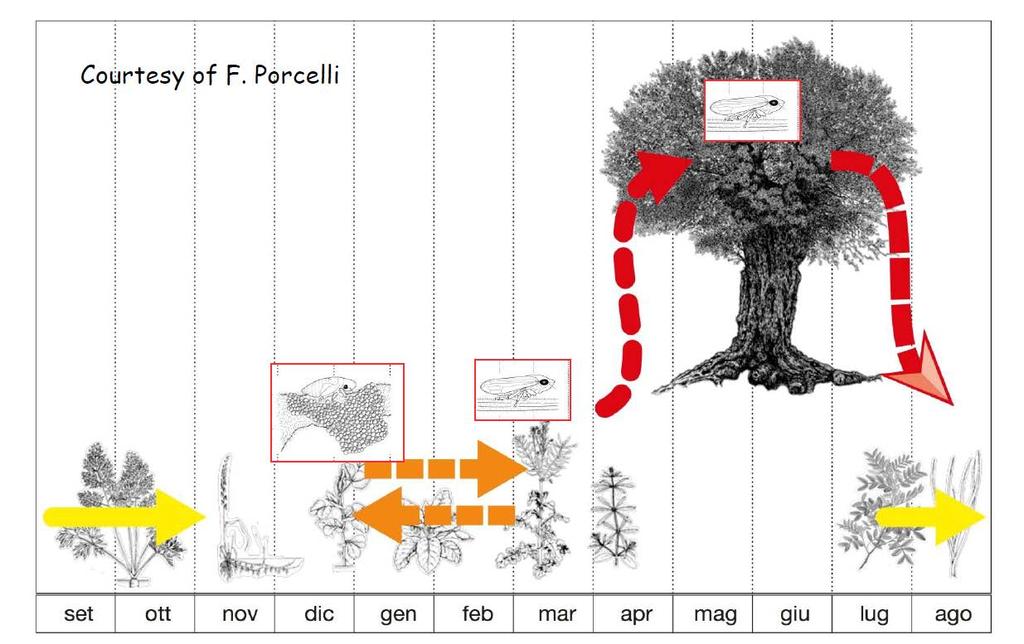 Xylella fastidiosa