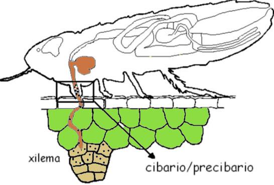 Xylella fastidiosa Οι φορείς, Τζιτζικάκια Ημίπτερα, Auchenorrhyncha, (Cicadellidae,