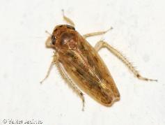 flavescens (Issidae) - Euscelis sp