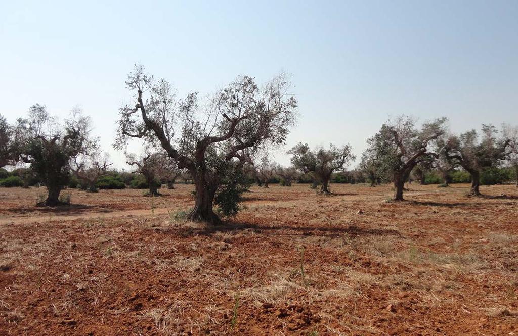 Xylella fastidiosa Προσβολές