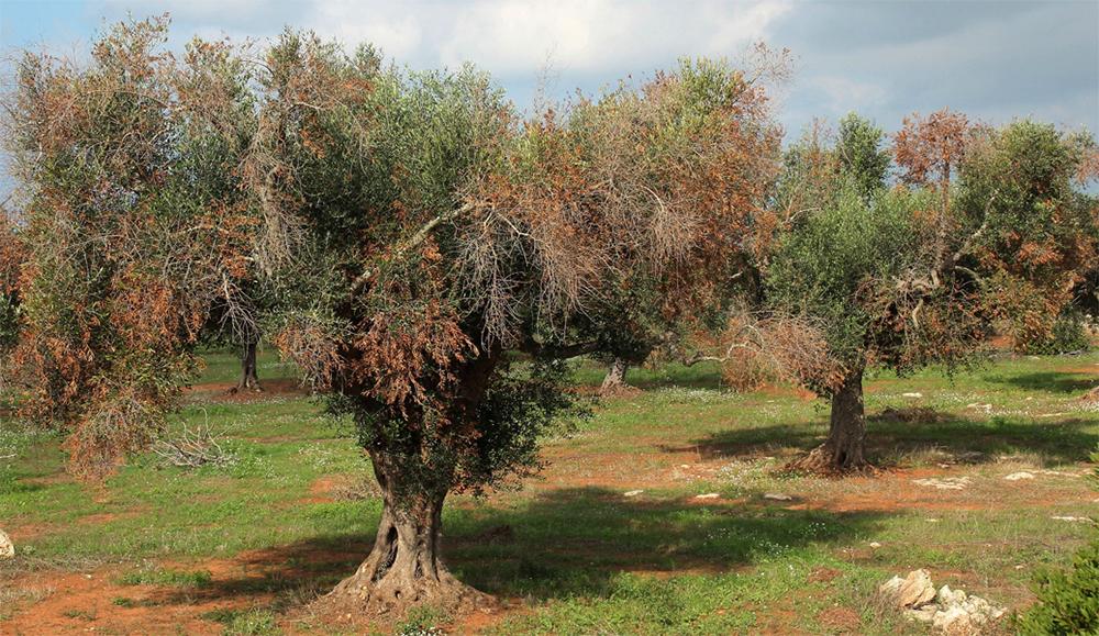 Xylella