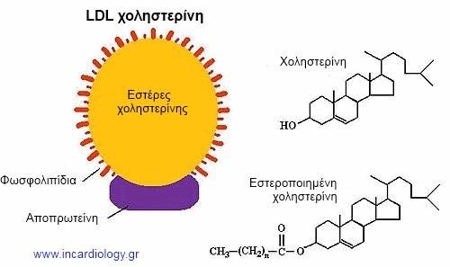 ένα ενιαίο αντίγραφο Apo Β-100 LDL πρωτεΐνη apolipoprotein Β-100 (Apo Β-100), με4536 αμινοξέα 514 kda μεταφέρει τα λιπαρά οξέα σε διαλυτή μορφή φέρει