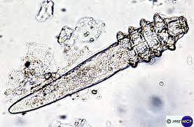 Demodex spp.