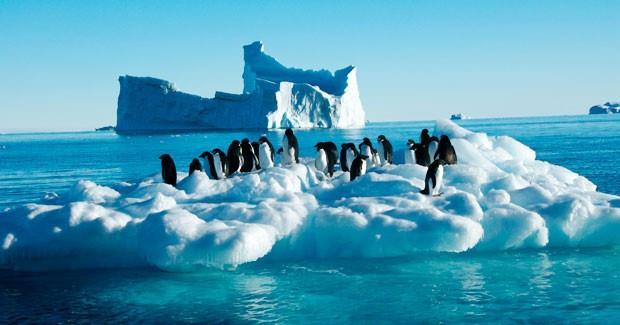 Ανταρκτική (1897 1899). Το νησί αποτελεί πολύ σημαντική περιοχή βιοποικιλότητας, επειδή οι μικρές ακτές του υποστηρίζουν μια αποικία από 6.