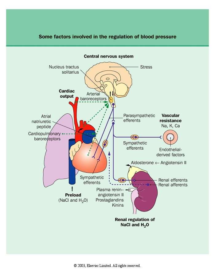 Sympathetic System Antidiuretic hormone