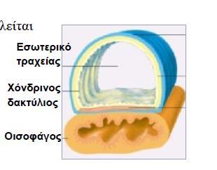 Να γράψετε δύο διαφορές μεταξύ ερυθρών και λευκών μυϊκών ινών (2Χ0,5 = 1μ) μ: ζ. i. Στην εικόνα που ακολουθεί φαίνεται η οργάνωση του αναπνευστικού συστήματος στον άνθρωπο.