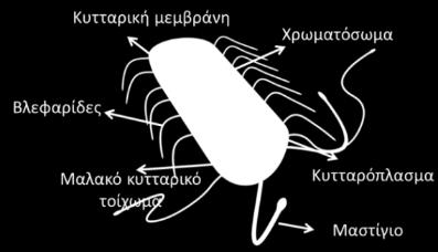 Γ. Το σύνολο των διαφορετικών πληθυσμών που συνυπάρχουν στην ίδια περιοχή. Δ.