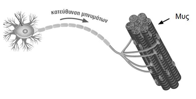 Ερώτηση 4: α. Στην πιο κάτω εικόνα φαίνεται ένας νευρώνας (νευρικό κύτταρο). Nα ονομάσετε τις ενδείξεις 1 3.