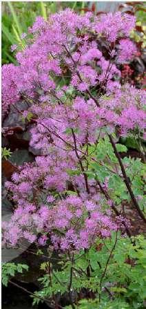 Thalictrum