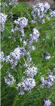 Amsonia