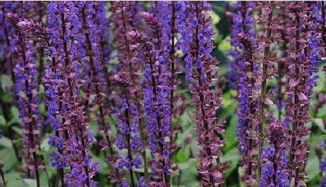 Salvia