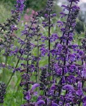 Salvia