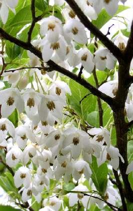 Styrax obassia