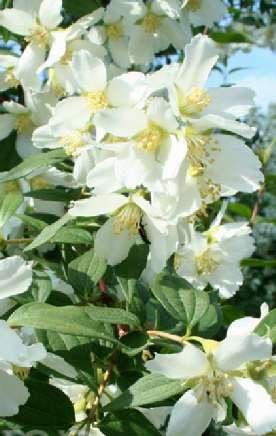 Philadelphus