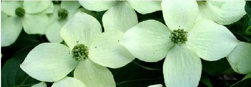 Cornus kousa