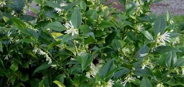 Sarcococca