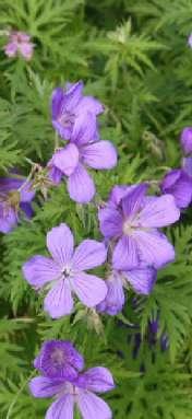 Geranium