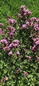 Origanum