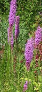 Liatris