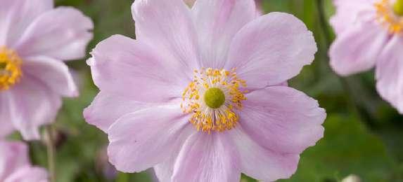 Anemone hybrida