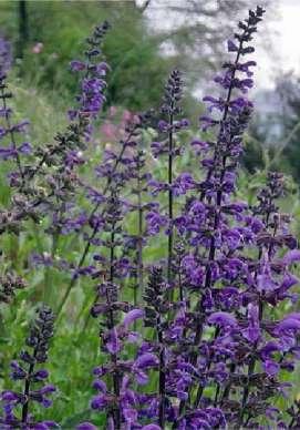 Salvia