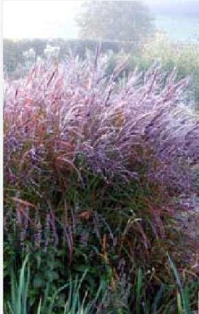 Miscanthus