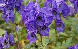 Aconitum