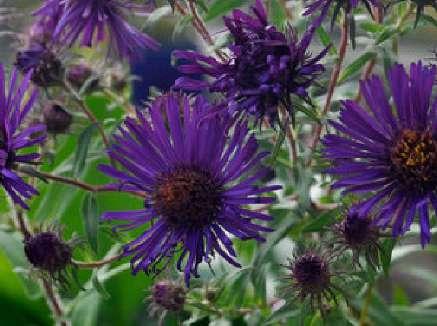 Symphyotrich um (Aster)