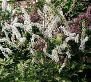 Actaea simplex