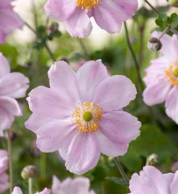 Anemone hybrida