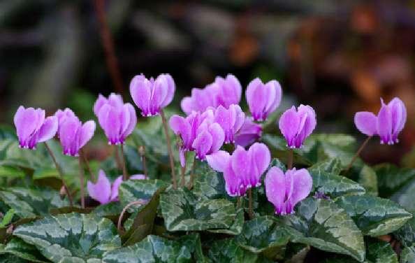 Cyclamen