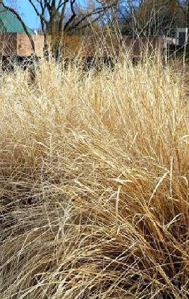 Pennisetum orientale