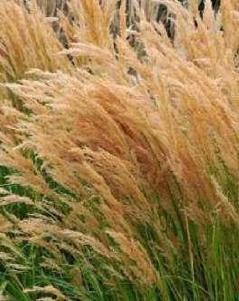 Foliage Stipa