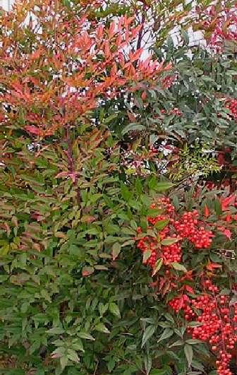 Nandina