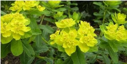 Euphorbia