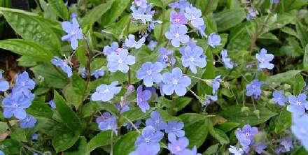 Omphalodes