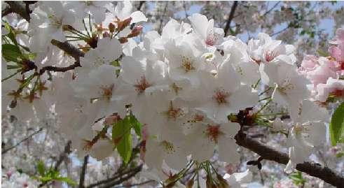 rediviva Prunus