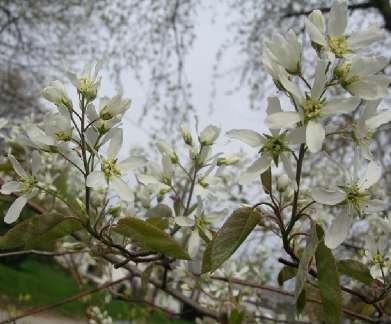 Amelanchier