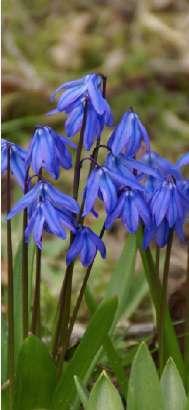 Scilla