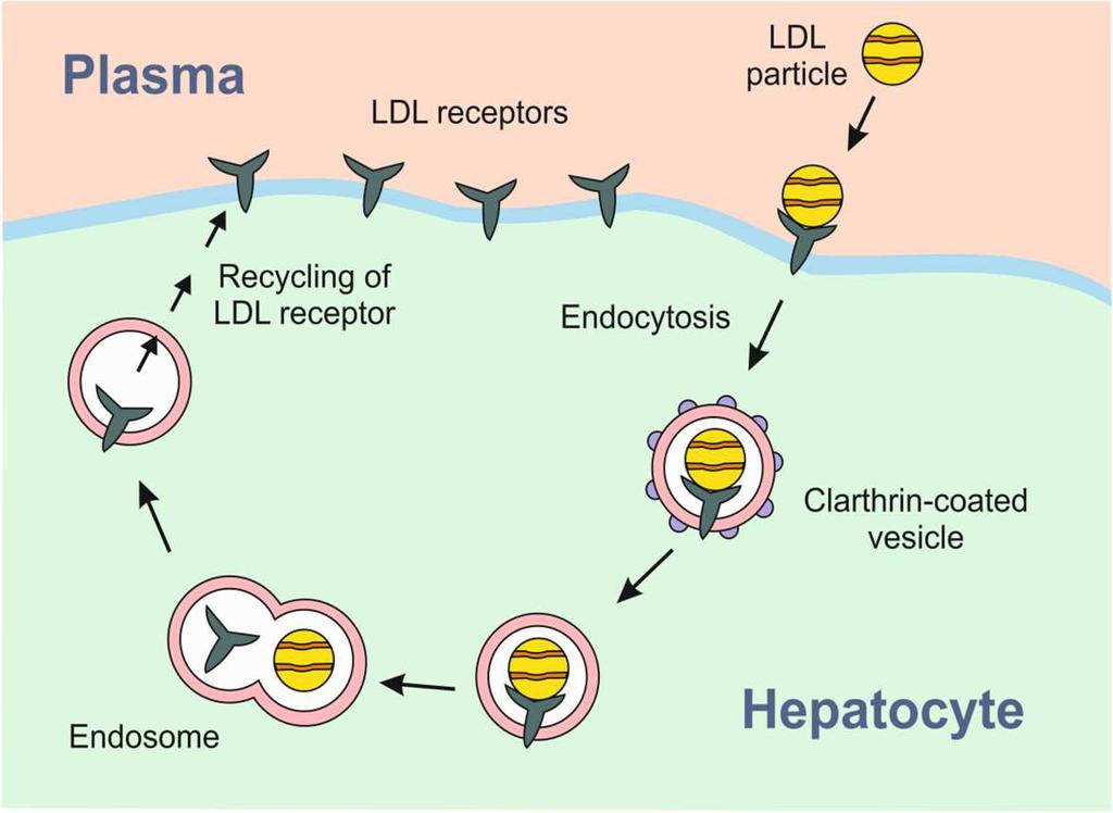 Κύρια δράση της PCSK9 ελαττώνει την