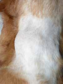 Canine thyroid tumours Figure 1. Palpable mass in the right ventral cervical region consistent with a thyroid carcinoma. Figure 2.