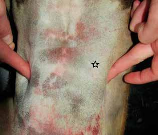 > Biological behaviour Thyroid tumours are usually located in the area surrounding the gland, including the ventral or ventrolateral surface of the cervical region, caudal to the larynx.