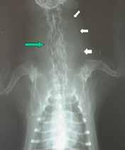Canine thyroid tumours Figure 3.
