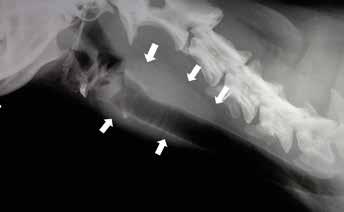 arrow). Figure 4. Plain lateral cervical radiograph in which a soft tissue mass is visible on the right ventral cervical area (white arrows) consistent with a thyroid carcinoma.