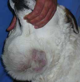 Canine thyroid tumours > Treatment Figure 6. A large fixed unresectable thyroid carcinoma.