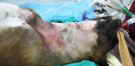 Canine thyroid tumours The blood supply of the thyroid gland is provided by the cranial and caudal thyroid arteries.